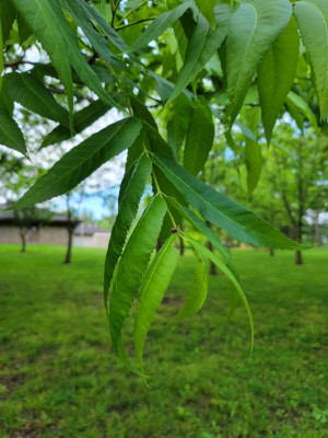 Pecan Leaf